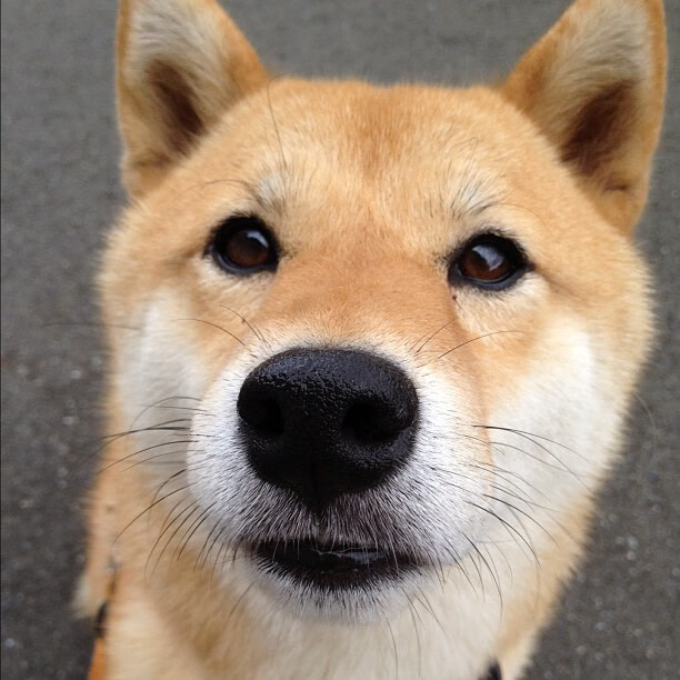 阿克之舞，哥斯达黎加对阵尼日利亚，一个中场核心如何带动全队节奏